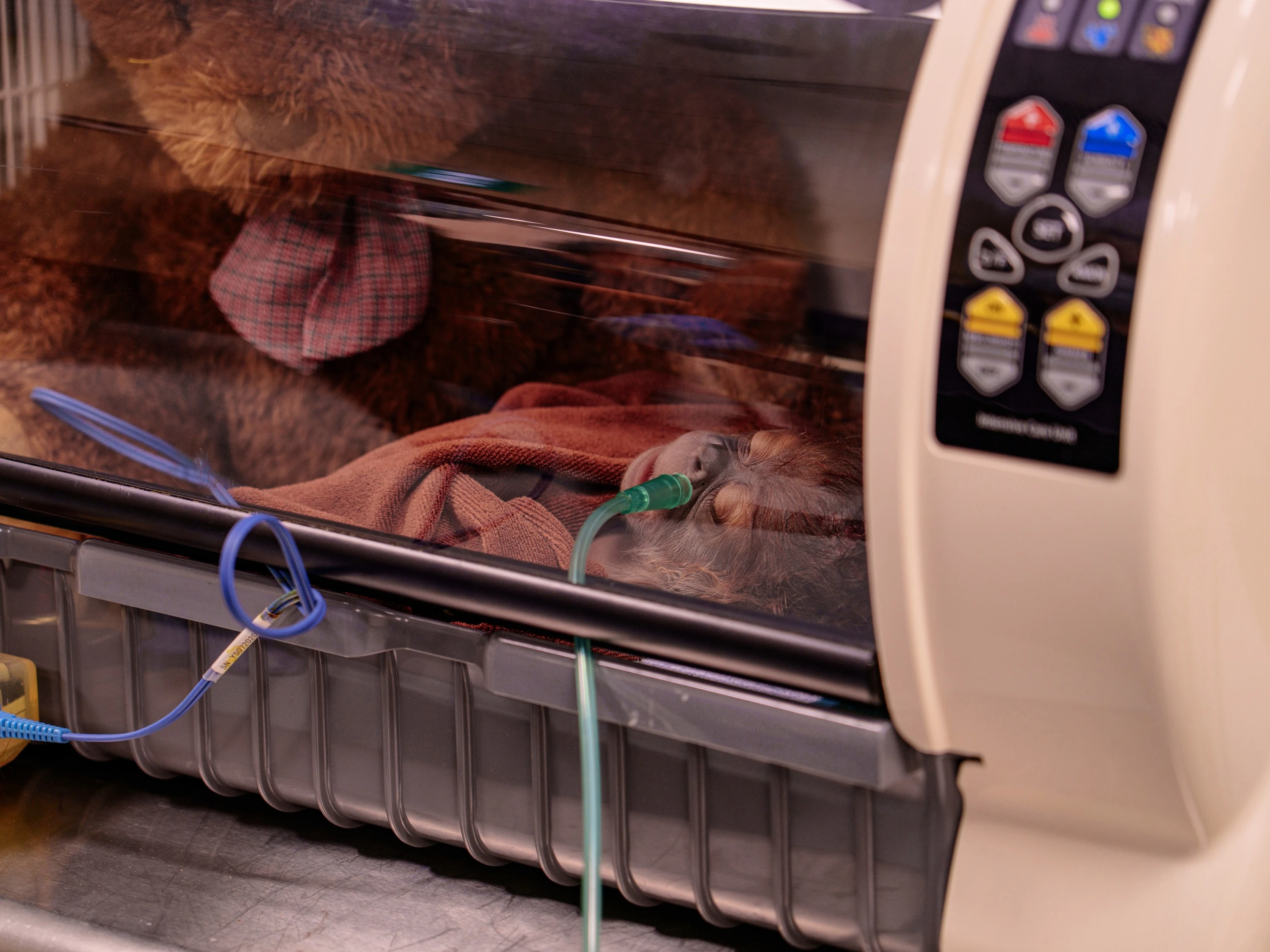 Ayaan receives post-delivery care in an incubator