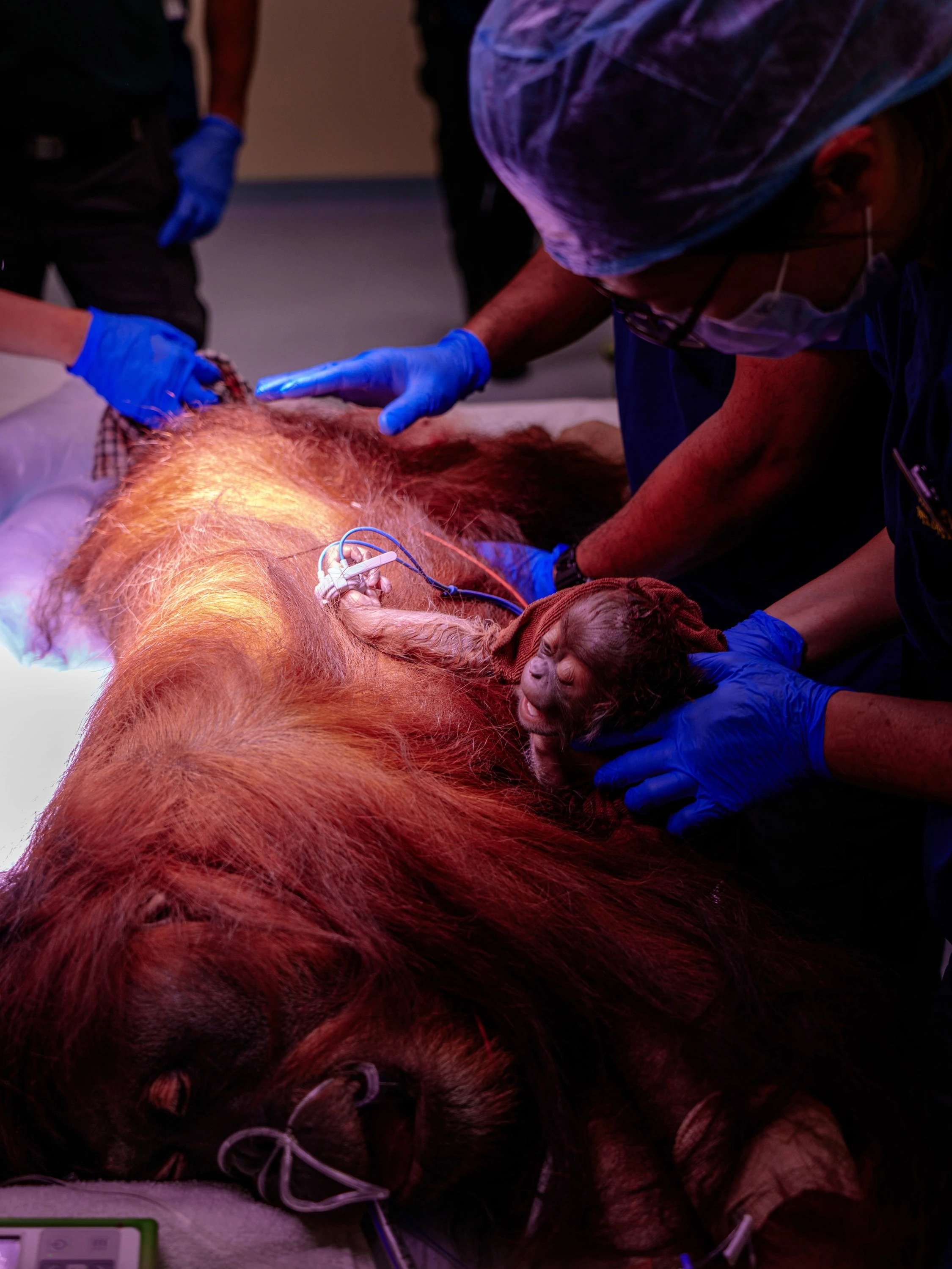 Once stabilised, Ayaan was introduced to Chomel during her post-anaesthetic recovery.