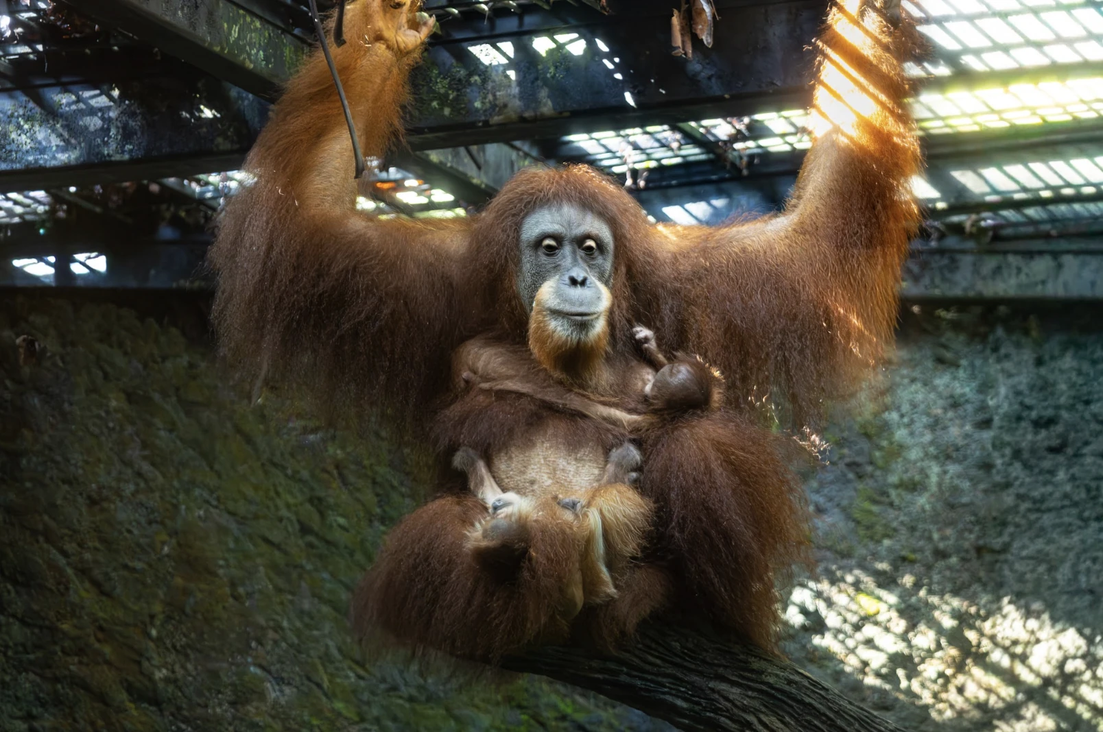 Chomel with Ayaan (left) and Lio (right) in the orangutan exhibit at Singapore Zoo