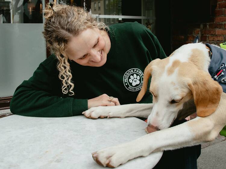 Hudson Paws Dog Rescue (Hudson, NY) Hudson Paws Dog Rescue (Hudson, NY)