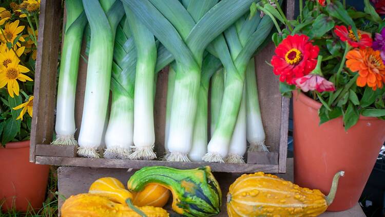Experience the fifth season and celebrate the harvest Experience the fifth season and celebrate the harvest