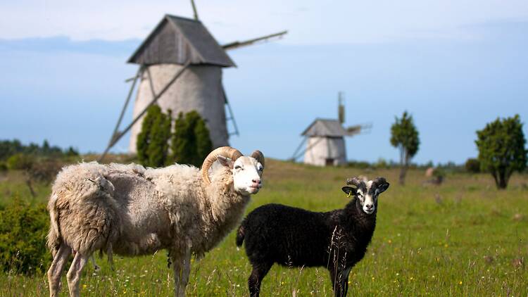 Go on a flea market round and visit farm shops Go on a flea market round and visit farm shops