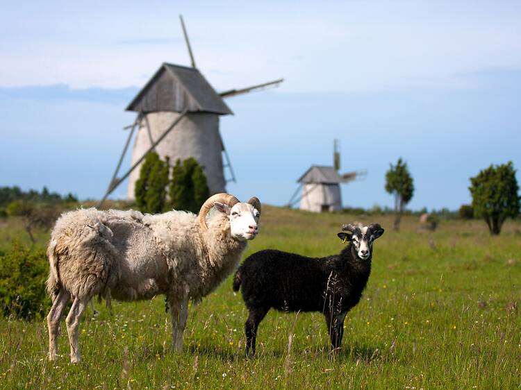Go on a flea market round and visit farm shops Go on a flea market round and visit farm shops