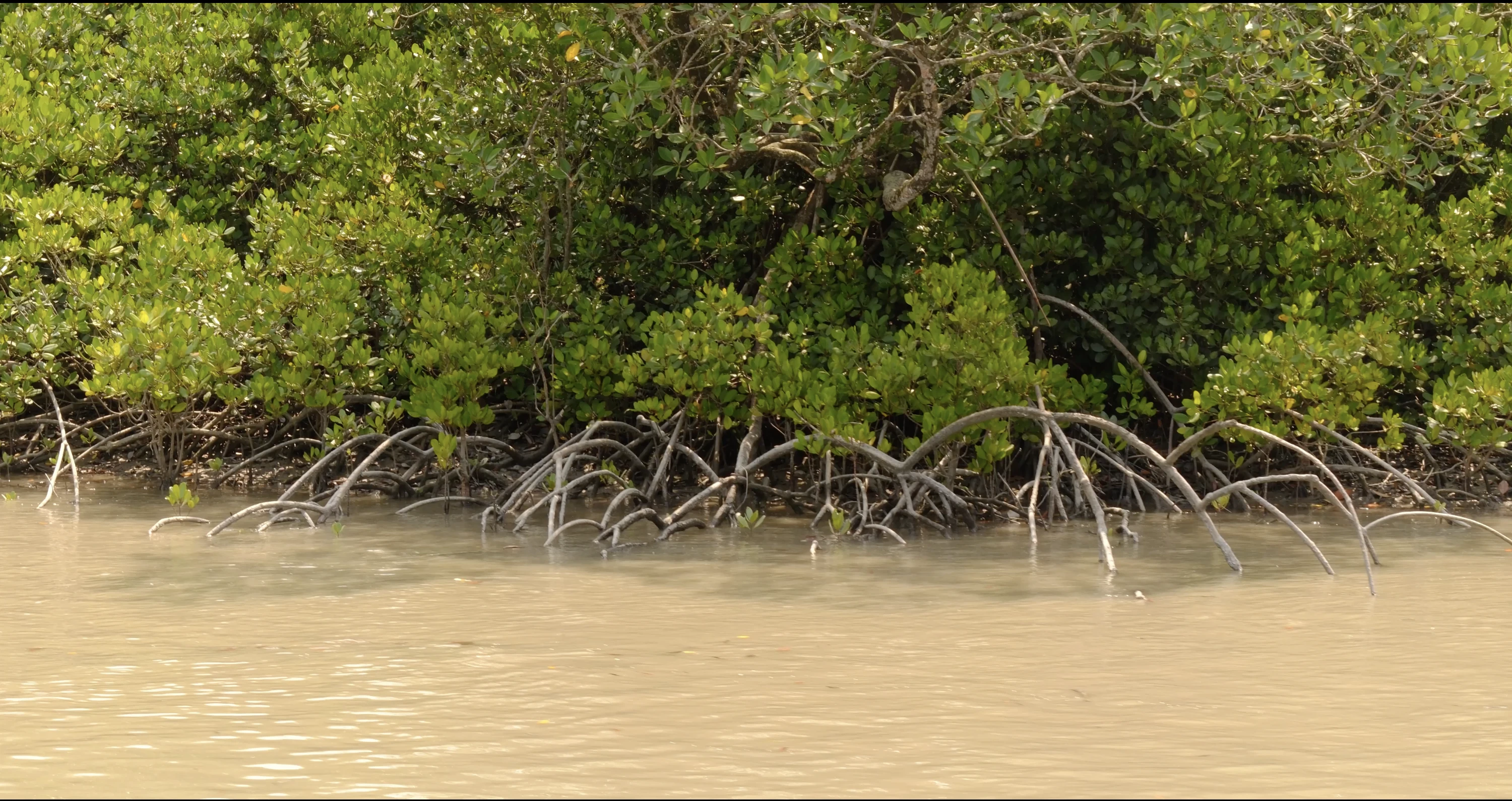 Walking Tree in Sundarbans