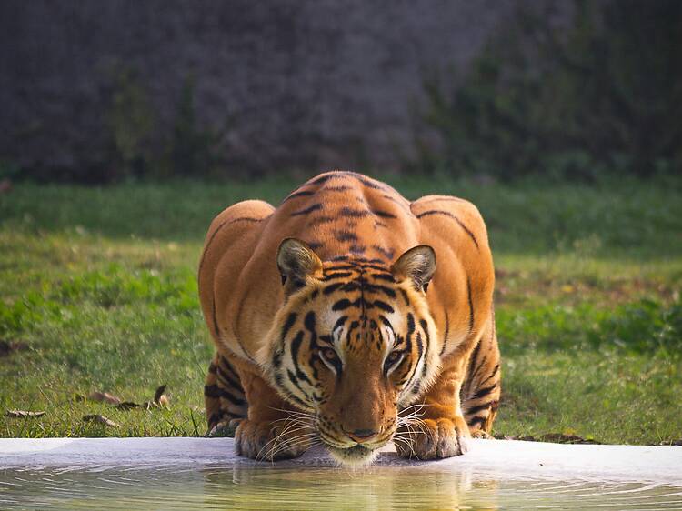 What nobody tells you about visiting the Sunderbans delta What nobody tells you about visiting the Sunderbans delta
