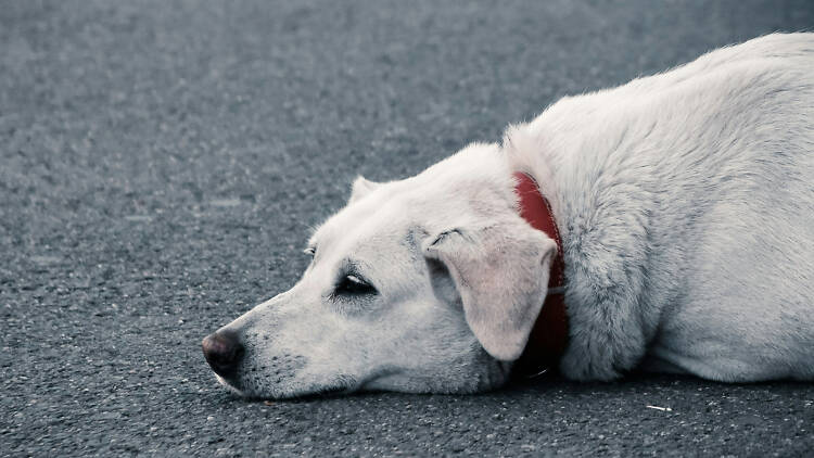 Proponen multas y cárcel por abandonar perritos o gatitos en México Proponen multas y cárcel por abandonar perritos o gatitos en México