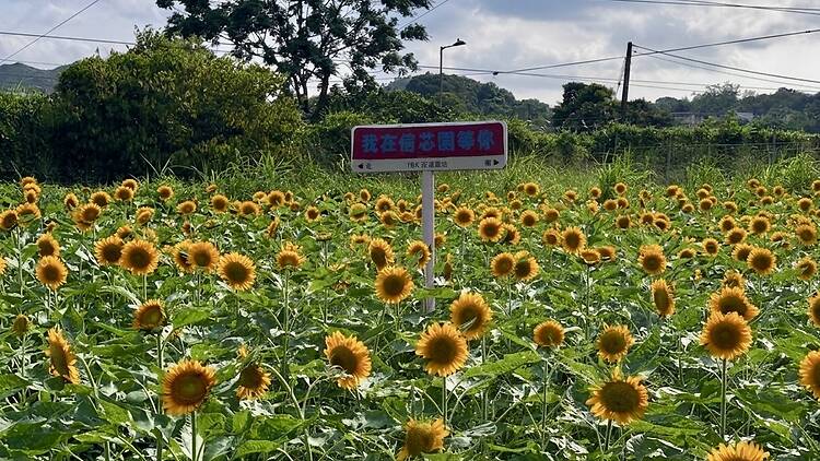 信芯園農莊