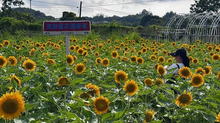 信芯園農莊 信芯園農莊太陽花