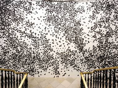 Más de 30.000 mariposas y polillas 'invaden' Madrid: así es esta peculiar exposición inmersiva que ya puedes visitar gratis