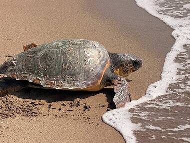Cinc tortugues seran alliberades al mar a la platja de Castelldefels aquest cap de setmana