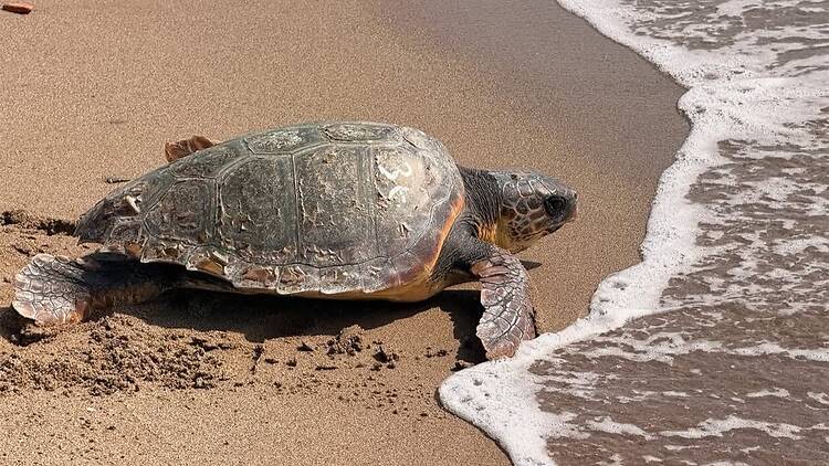 Tortuga al mar 