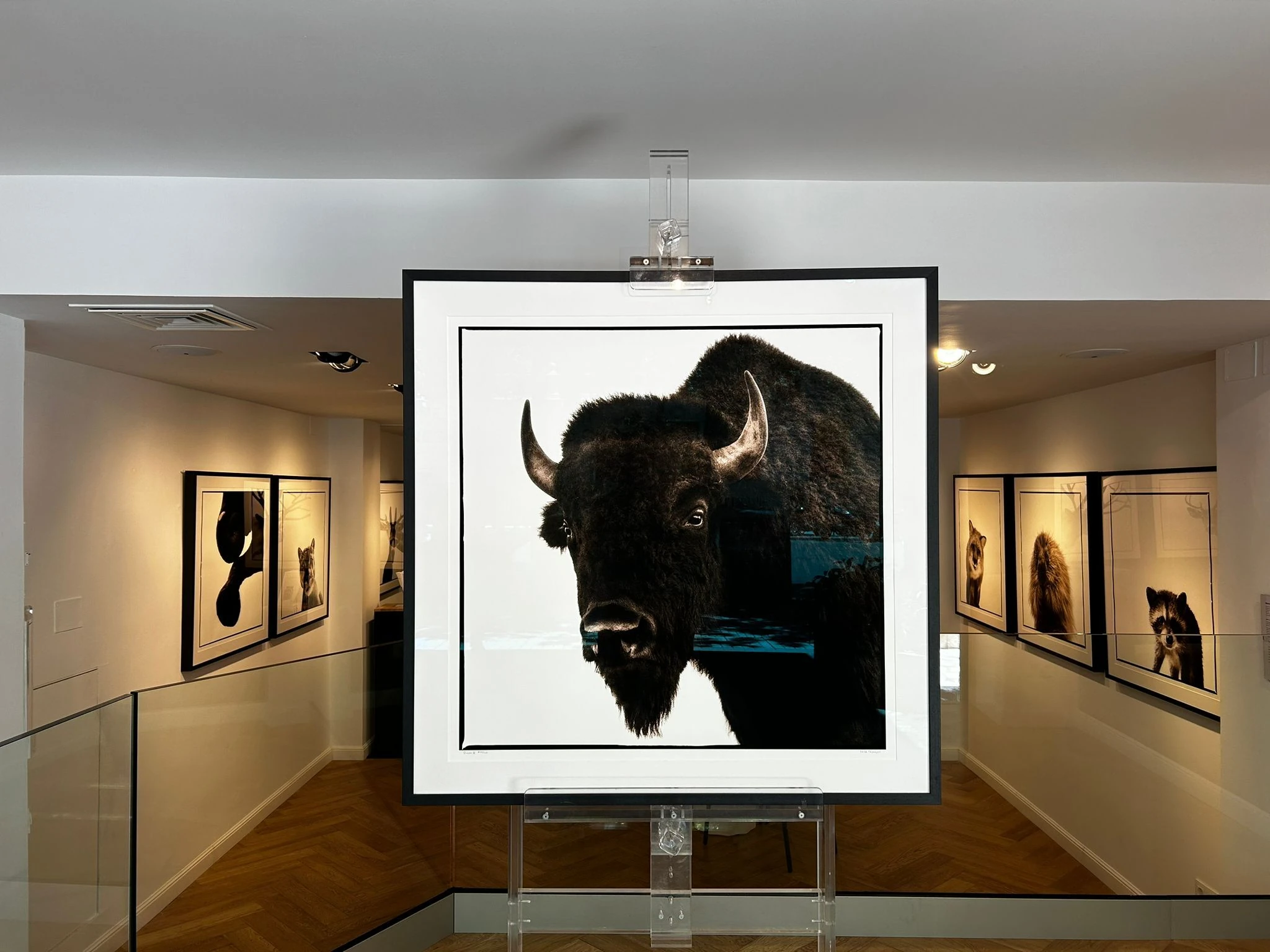 Wildlife Portrait by Nine Fran&ccedil;ois