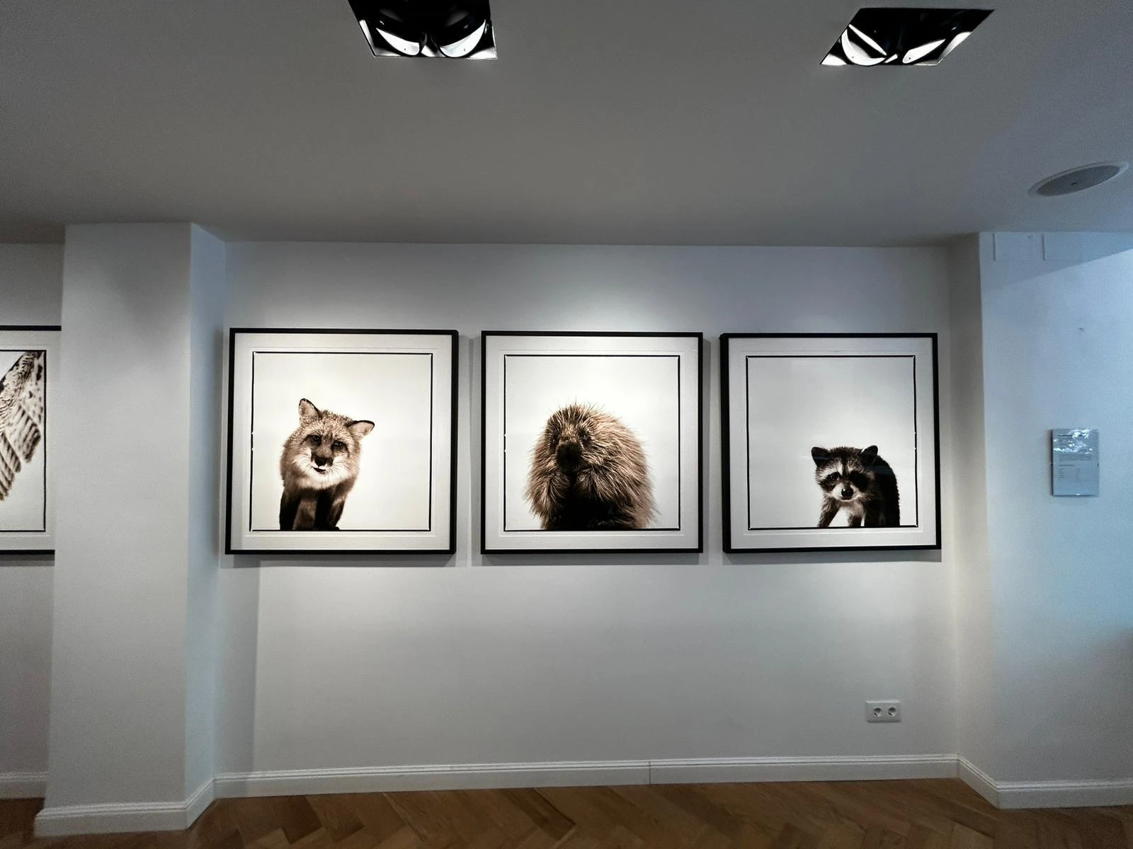 Wildlife Portrait by Nine Fran&ccedil;ois