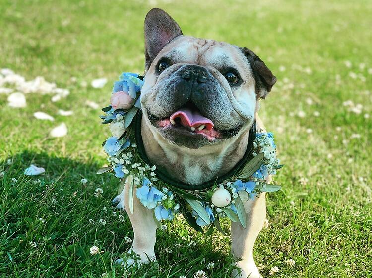6 ställen att fira midsommar på i Stockholm