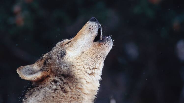 Hear wolves howl, Västmanland Hear wolves howl, Västmanland