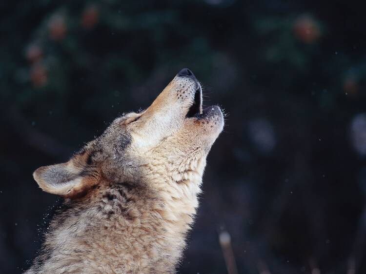 Hear wolves howl, Västmanland Hear wolves howl, Västmanland