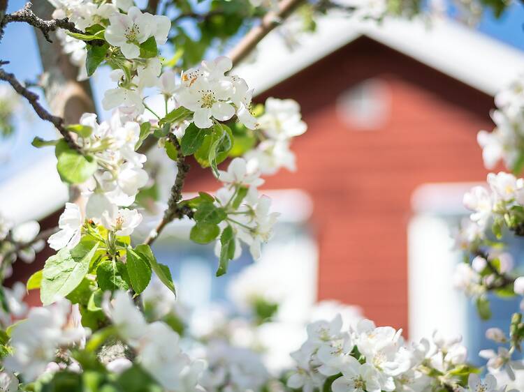 Have a perfect summer weekend in Tällberg, Dalarna Have a perfect summer weekend in Tällberg, Dalarna