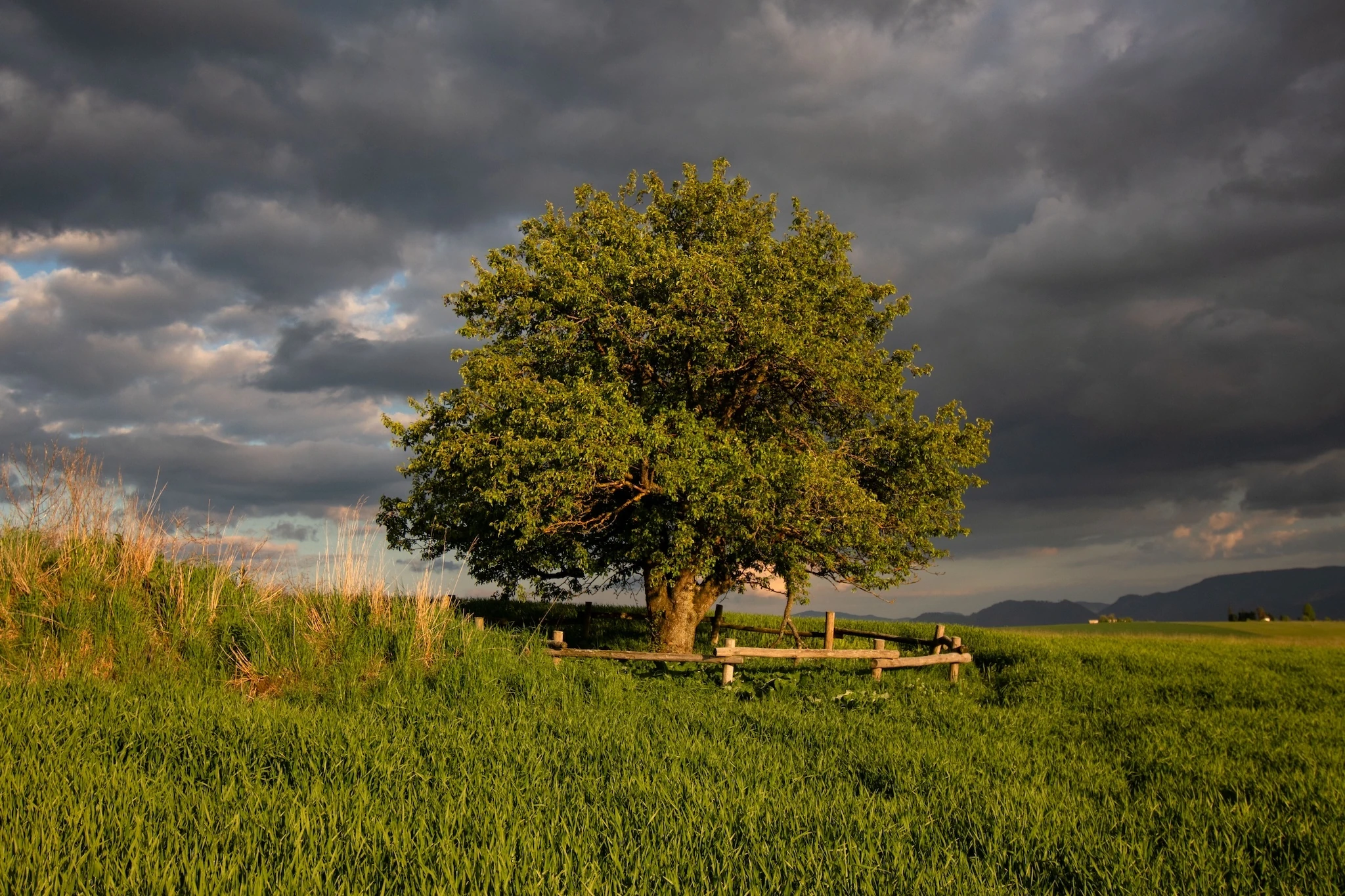 Old Wild Apple Tree, Slovakia