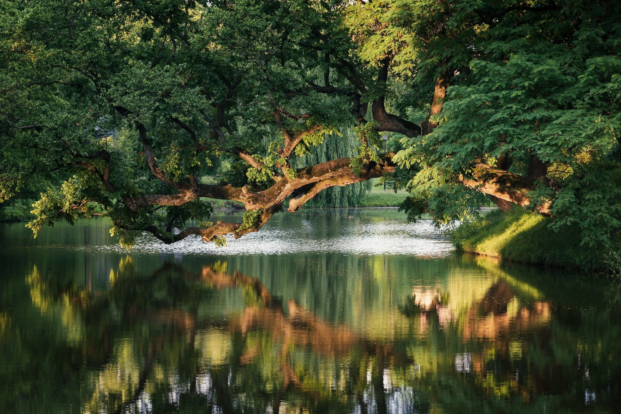 Crooked Tree, Poland