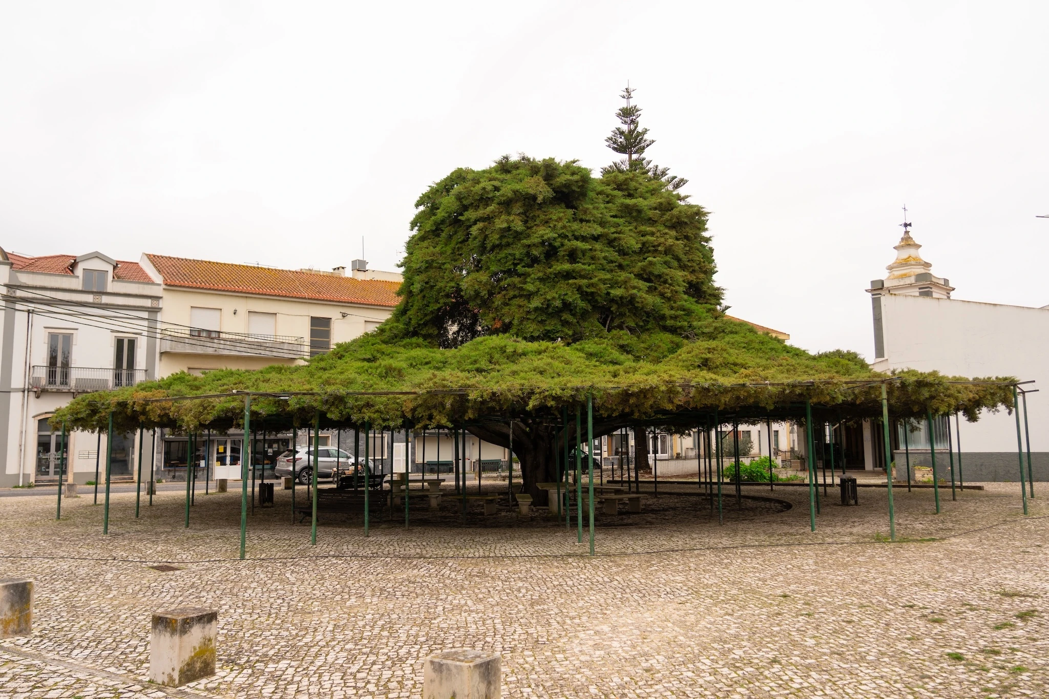 Cedro de Runa, Portugal