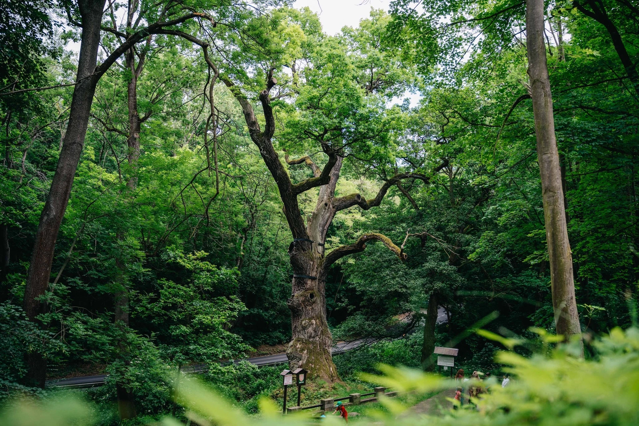Oak of Prince Ulrich, Czechia
