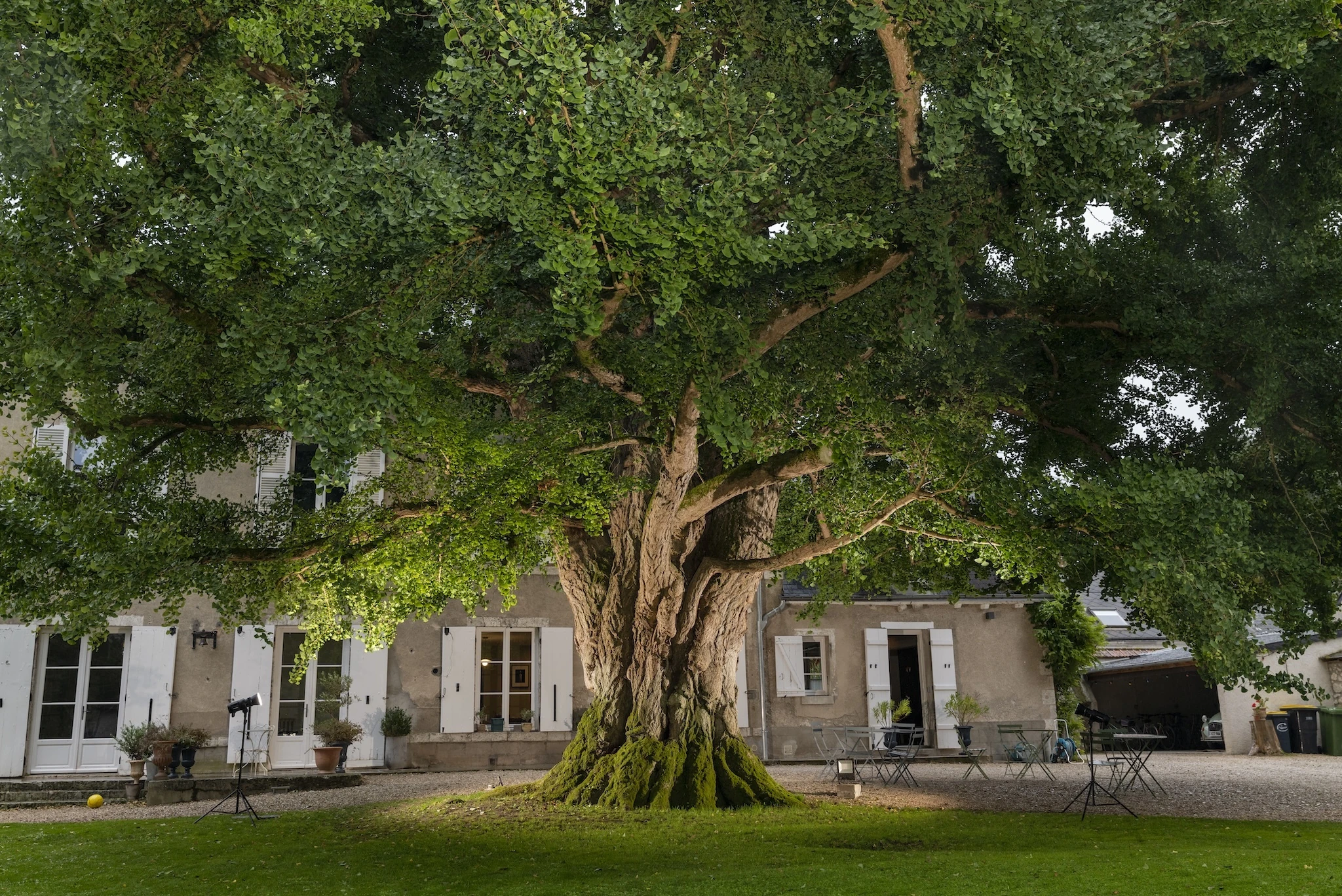 Ancient Ginkgo of St-Hilaire, France