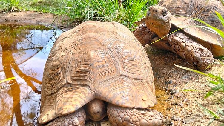 FreeMe Wildlife gives confiscated tortoises a second chance FreeMe Wildlife