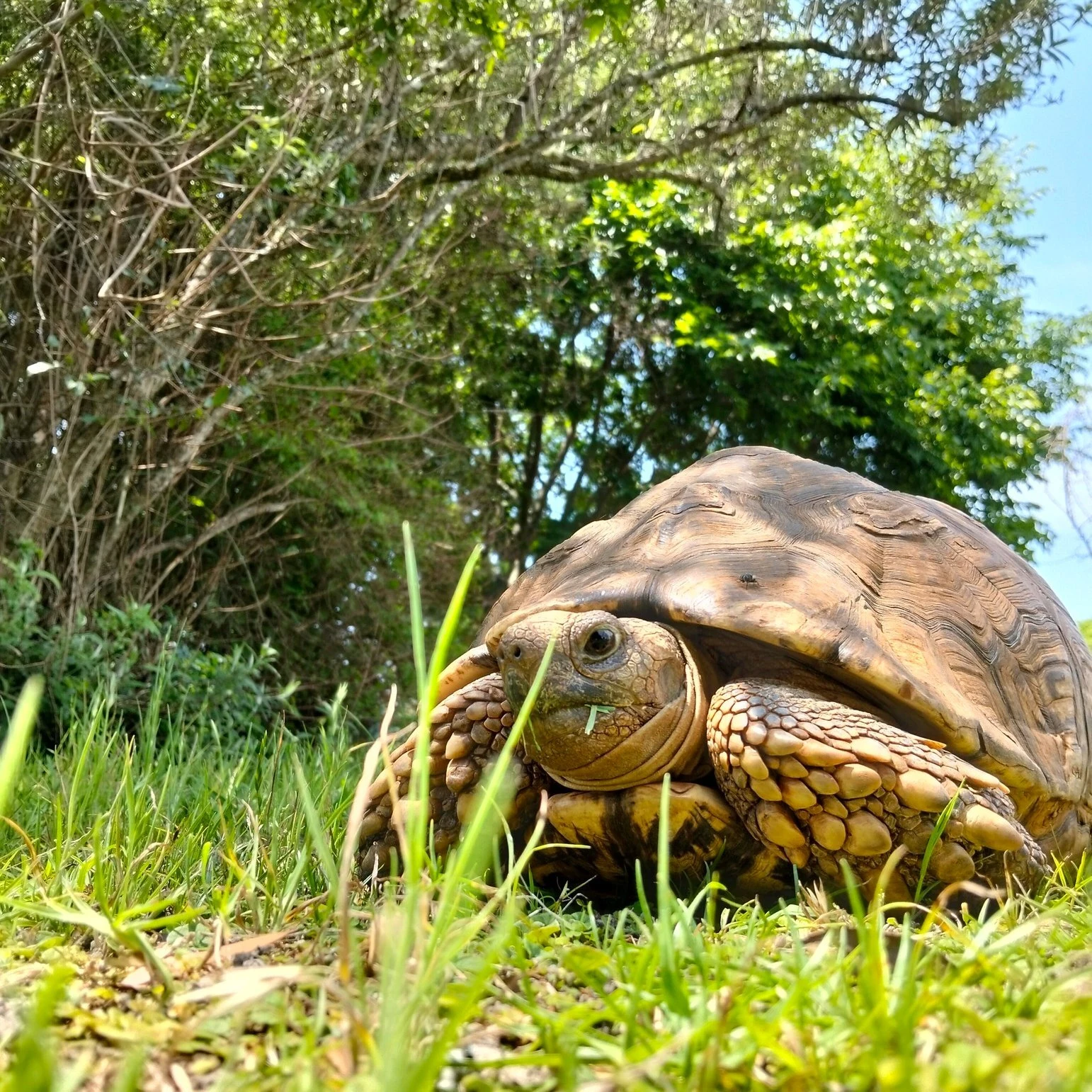 FreeMe Wildlife