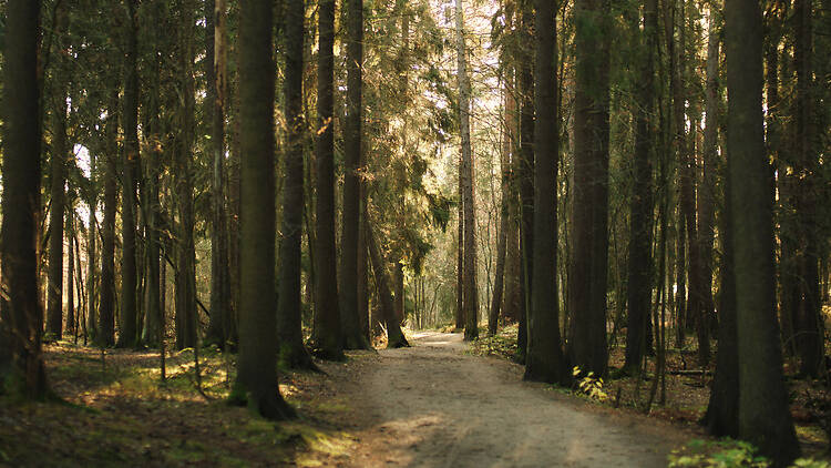 Go trail running or mountain biking in an actual forest at Central Park Go trail running or mountain biking in an actual forest at Central Park