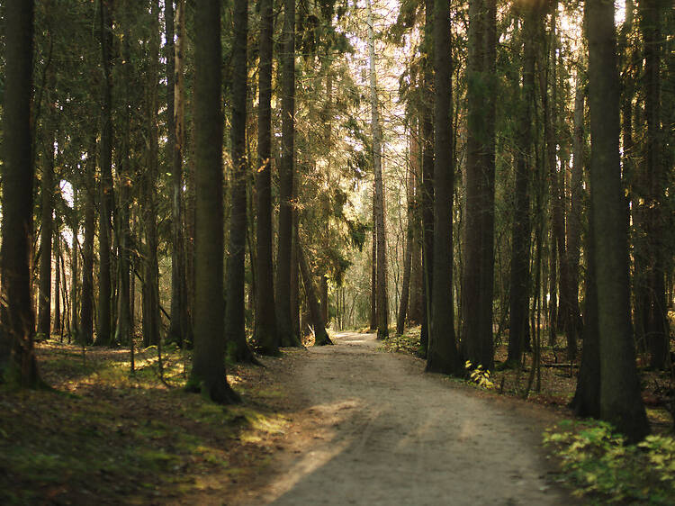Go trail running or mountain biking in an actual forest at Central Park Go trail running or mountain biking in an actual forest at Central Park