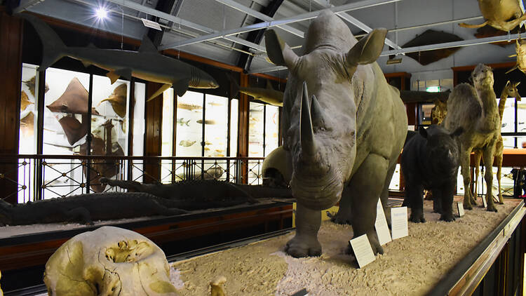 Natural History Museum Tring Natural History Museum Tring