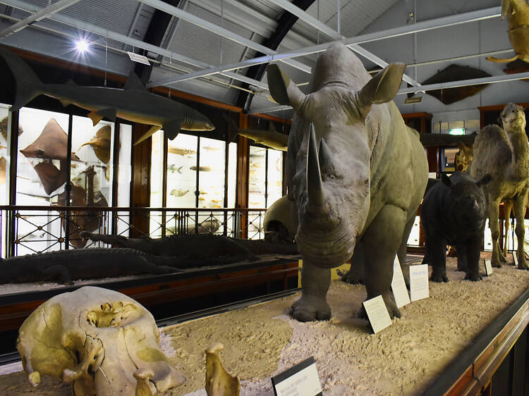 Natural History Museum Tring Natural History Museum Tring