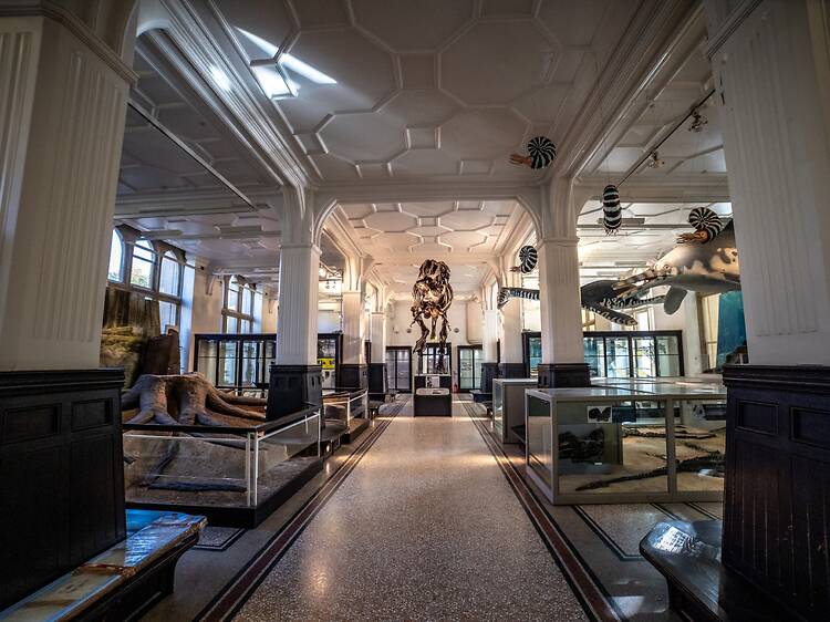 Manchester Museum Manchester Museum