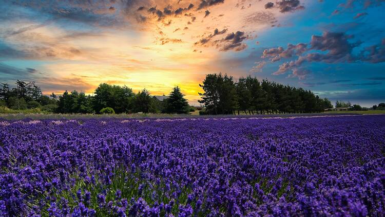 Lavender field in Coupeville, WA Lavender field in Coupeville, WA