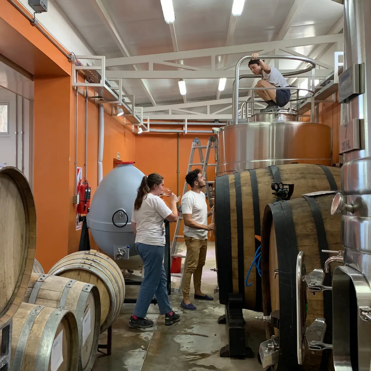 bodega-pielihueso