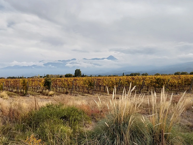 bodega-tapiz