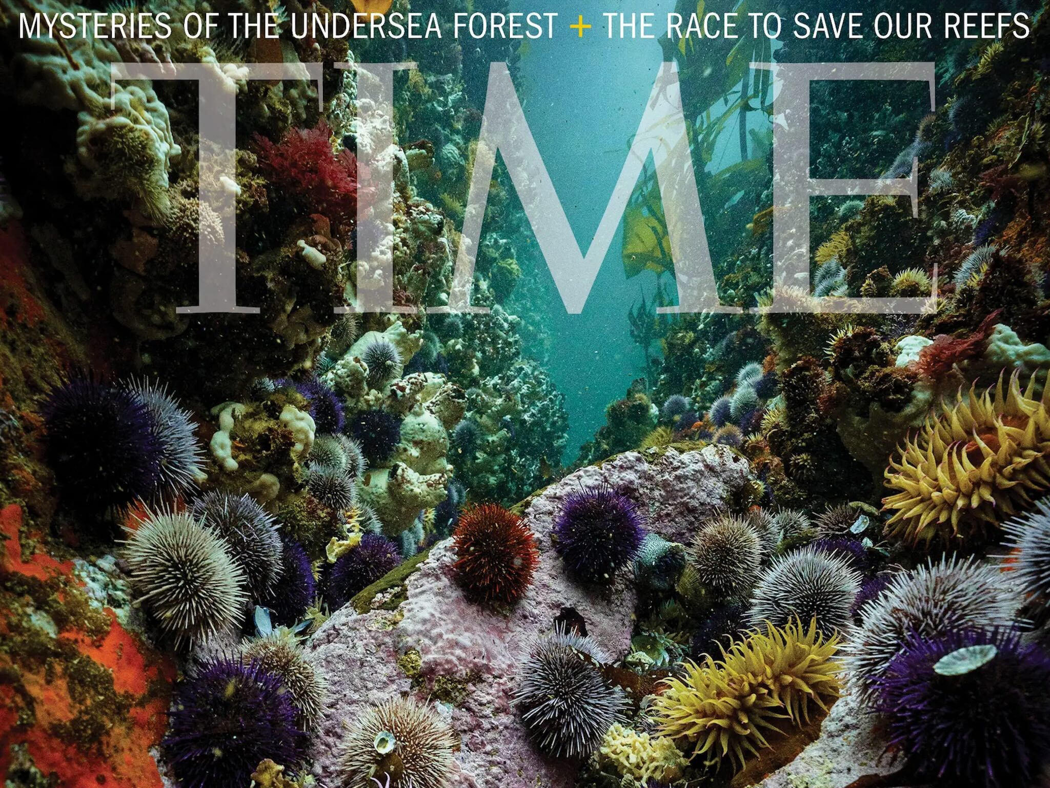 Cape Town’s underwater wonder makes cover of TIME magazine