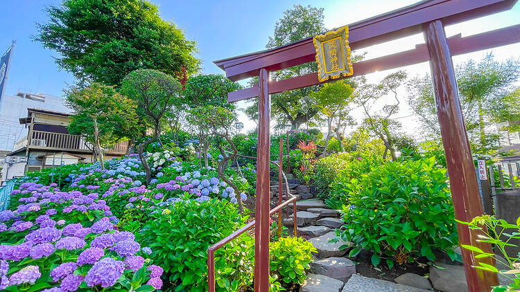 Bunkyo Hydrangea Festival Bunkyo Hydrangea Festival