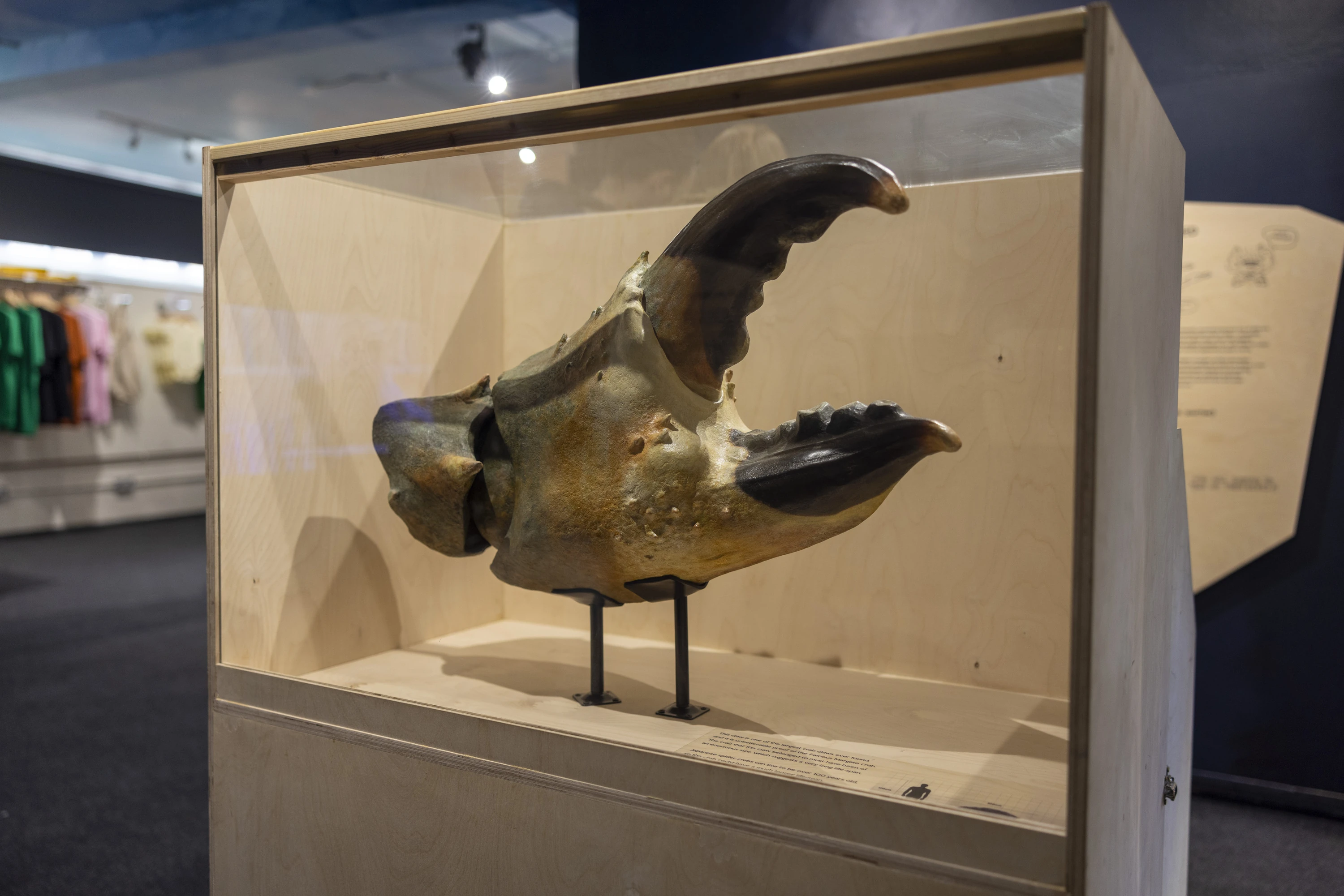 The Crab Museum, Margate