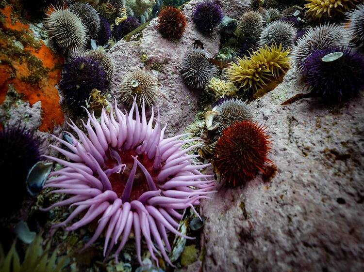Cape Town’s underwater wonder makes cover of TIME magazine