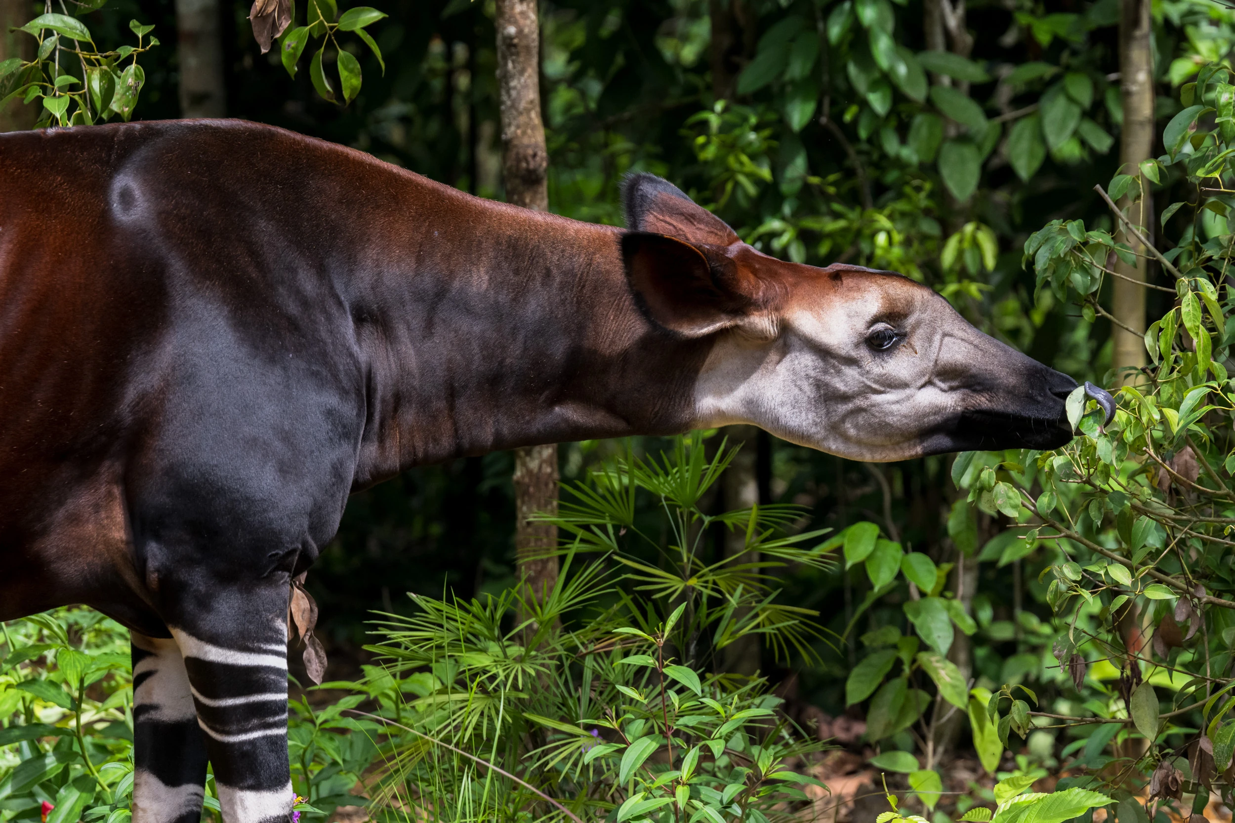 Okapi at Hidden Forest