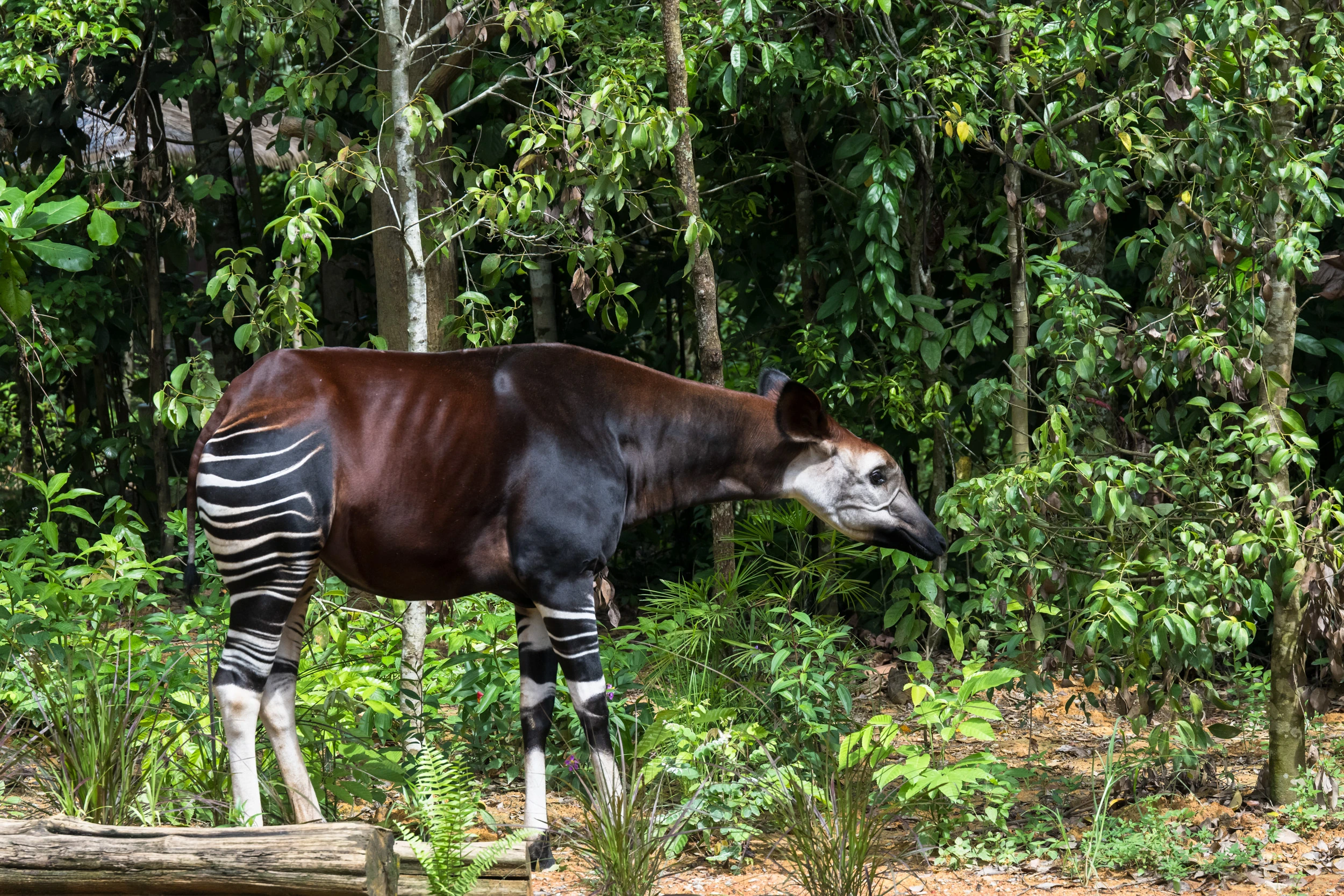 Okapi at Hidden Forest. Image credit to Mandai Wildlife Group(1)