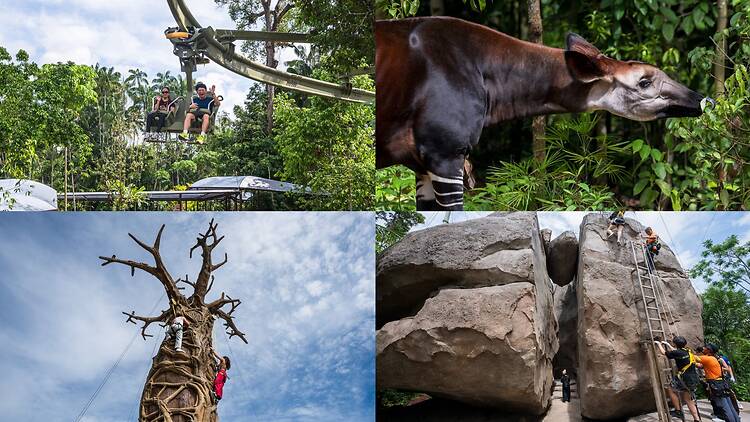 Top: (Left to Right) Canopy Glider, Okapi at Hidden Forest / Bottom: (Left to Right) Primate Climb, Split Rock Summit Top: (Left to Right) Canopy Glider, Okapi at Hidden Forest / Bottom: (Left to Right) Primate Climb, Split Rock Summit