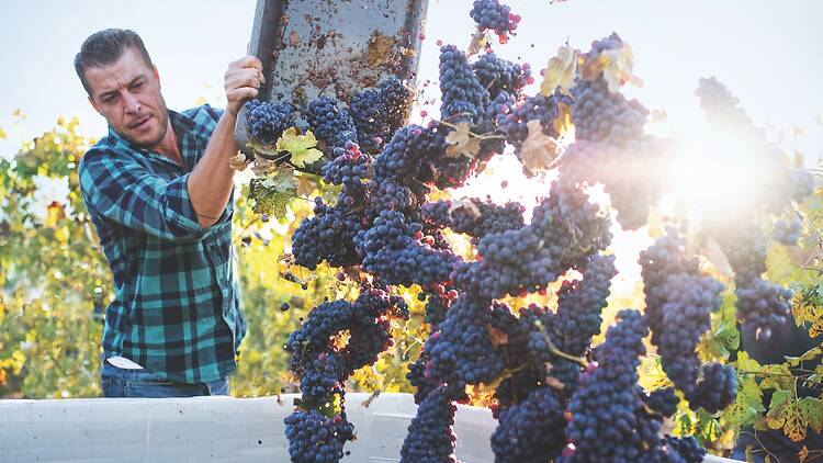 California Wine Month California Wine Month