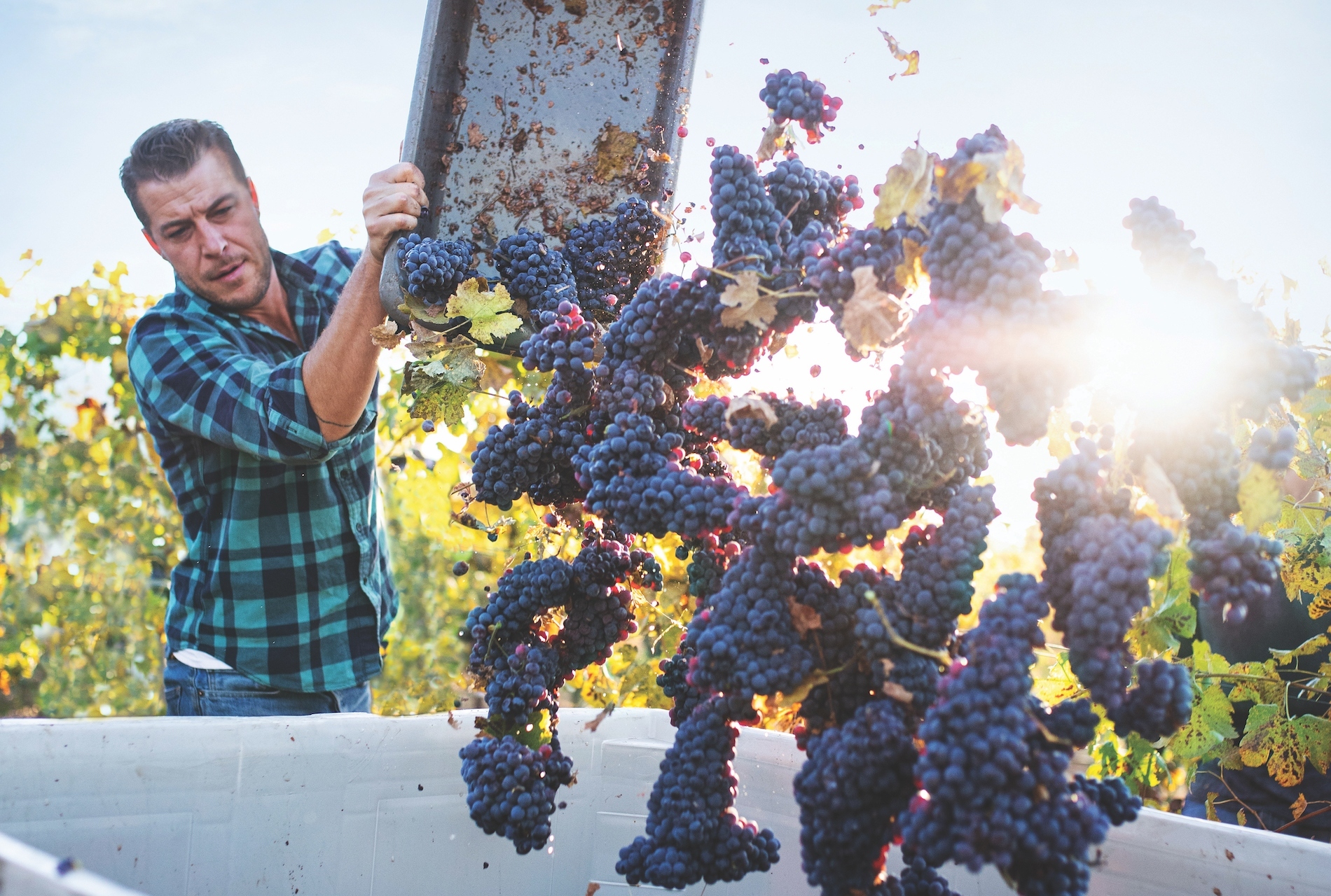 timeout.com - Time Out Hong Kong  - Experience a golden state of mind during California Wine Month