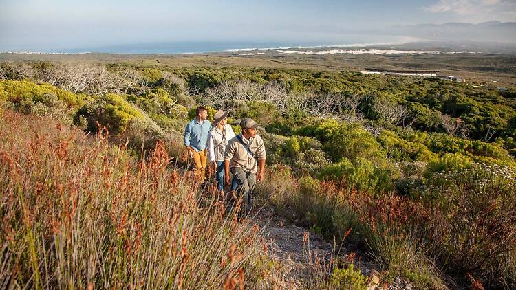 Grootbos reserve is home to over 200 species of this ancient fynbos biome. Grootbos reserve is home to over 200 species of this ancient fynbos biome.