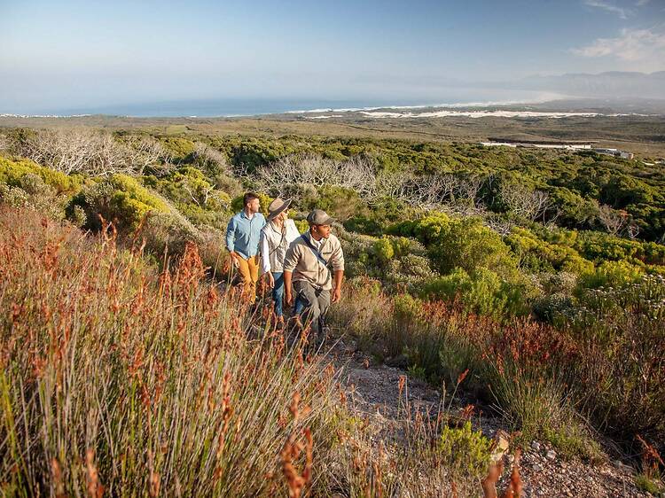 Blooming marvelous! Don't miss Grootbos's once-in-a-generation superbloom