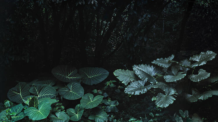 Tropicália Tropicália
