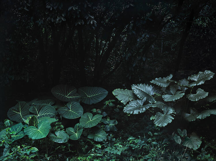 Tropicália Tropicália