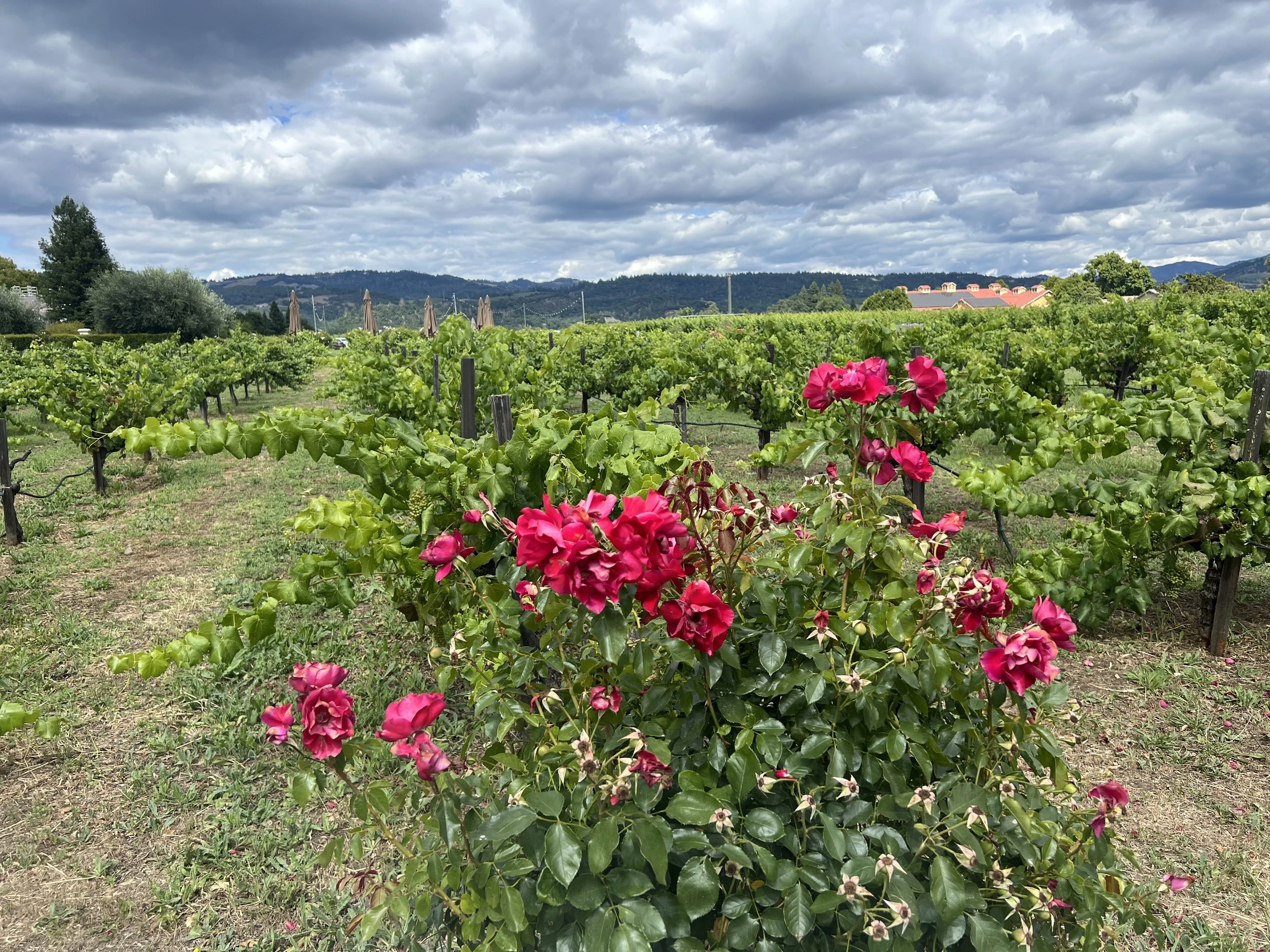 Napa Valley Wine Train